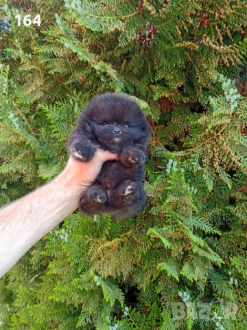 Мини Померанчета. Миниатюрни мини момчета. Реални снимки от 29.04.2026 г. 