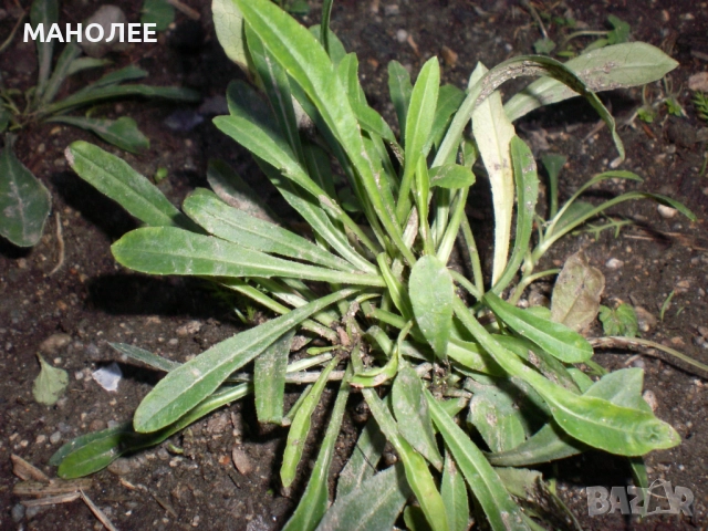 Камбанки, снимка 3 - Градински цветя и растения - 52019564