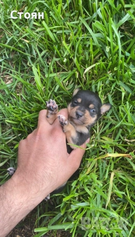 Мини пинчери 