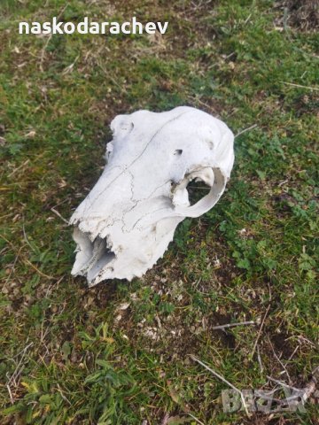 Череп, черепи за декорация, снимка 10 - Декорация за дома - 39432640