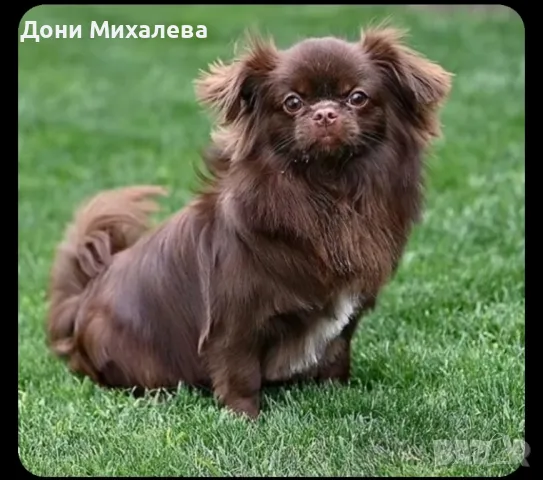 Мъжко дълго косместо чихуа хуа с родословие , снимка 3 - Чихуахуа - 48639223