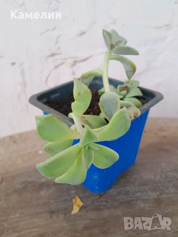Ешеверия - суколент в саксия , снимка 1