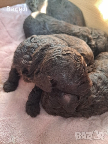 той пудел , снимка 6 - Пудели - 53083573