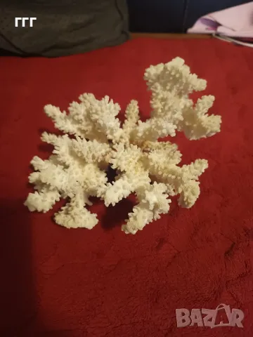 Естествен корал, снимка 2 - Антикварни и старинни предмети - 49805247