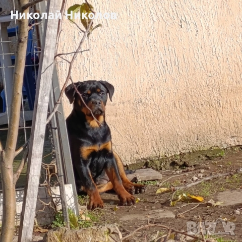 Ротвайлер , снимка 2 - Ротвайлер - 52733837