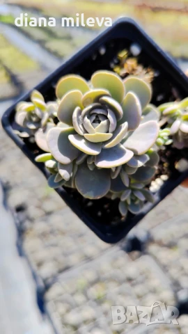 Седум Оростахис, Китайска шапка, Orostachys ‘Chinese Hat', снимка 9 - Градински цветя и растения - 51397227