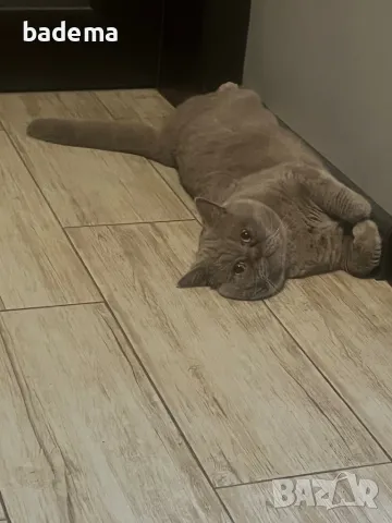 Британски котарак за разплод, снимка 2 - Британска късокосместа - 38538796