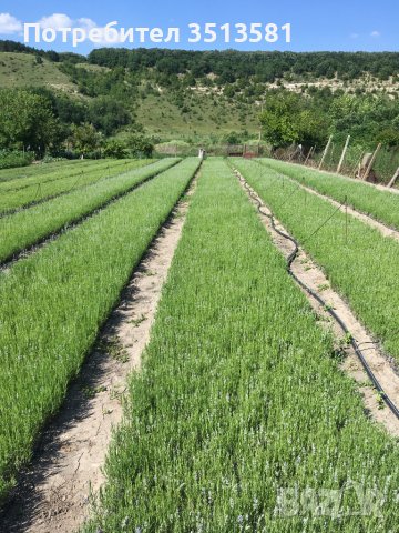 Разсад лавандуа на едро и дребно, снимка 5 - Други - 38270060