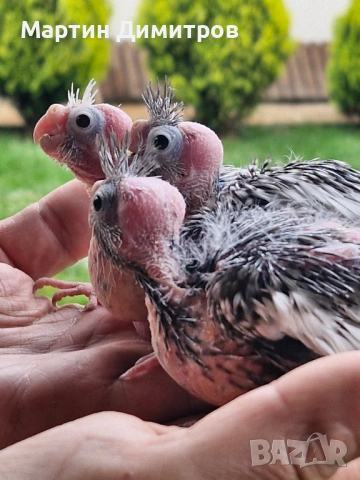 Малки белолики корелки , снимка 3 - Папагали - 54181451