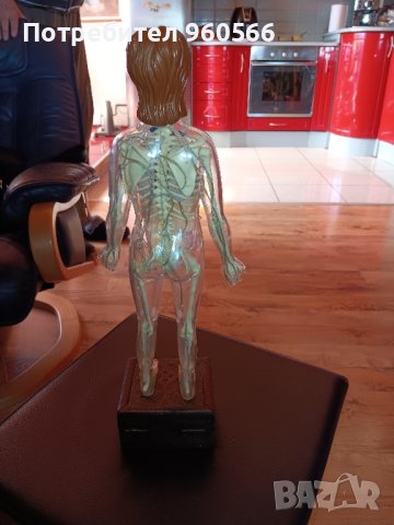 Светещ анатомичен макет, снимка 2 - Колекции - 44445665