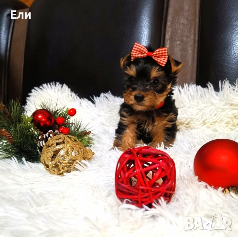 мини - Йоркширски териер , снимка 2 - Йоркширски териер - 52907913