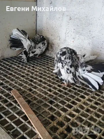 Фенерлии, снимка 7 - Гълъби - 49350695