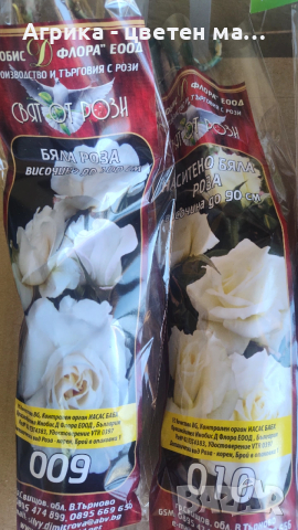 РОЗИ корени НОВО ЗАРЕЖДАНЕ от лицензиран разсадник , снимка 11 - Градински цветя и растения - 42675882