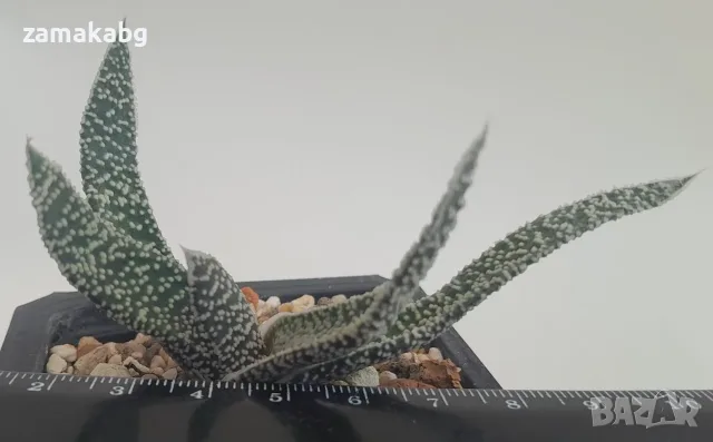 Гастерия (Gasteria carinata var. verrucosa), сукулентно растение