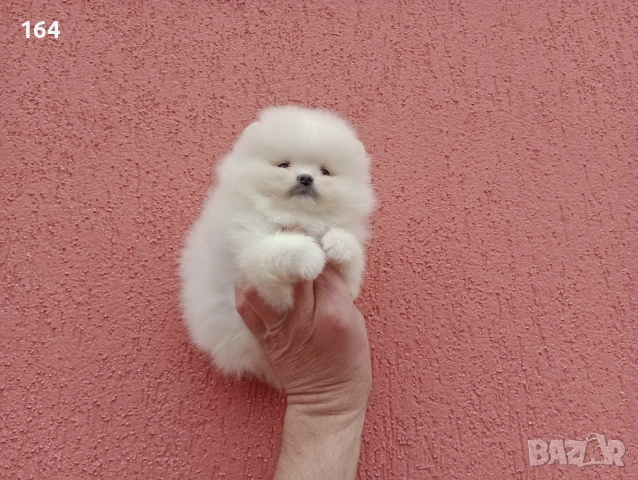 Чисто бели мини Померани. Реални снимки !!! , снимка 8 - Померан - 53921233