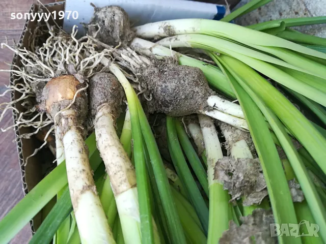 НАРЦИСИ-25ЛВ ЗА ЛОТ ОТ 25БР С ЛУКОВИЦИ 1104250533, снимка 3 - Градински цветя и растения - 49853468