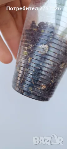 Disocactus crenatus, снимка 2 - Стайни растения - 56515596