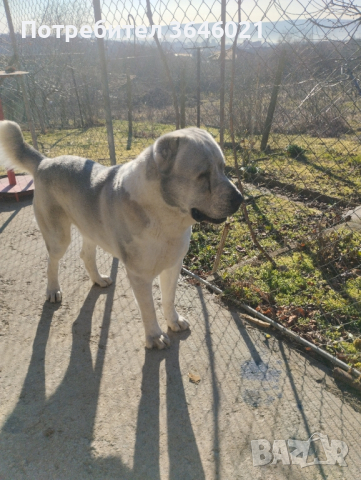 Сао Алабай за разплод., снимка 7 - Средноазиатска овчарка - 44307762