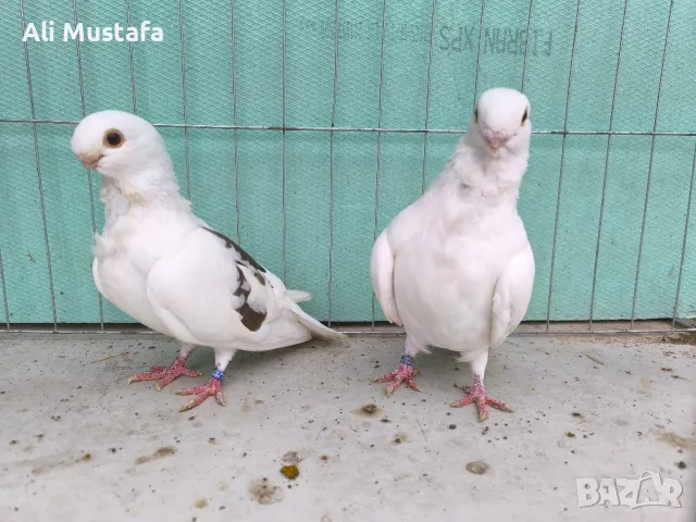 Африканска сова , снимка 17 - Гълъби - 50071282