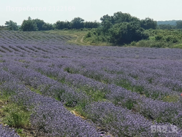 Земеделска земя, снимка 5 - Земеделска земя - 51669627