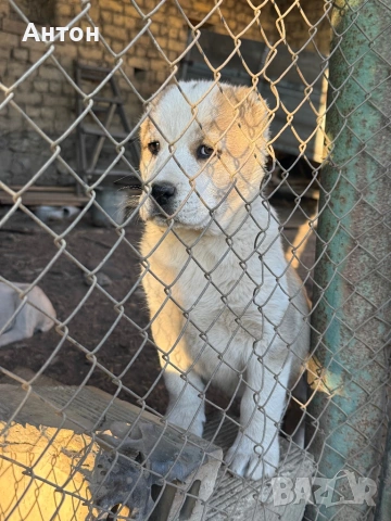 Алабай (Средно Азиатска овчарка), снимка 8 - Алабай - 52940508