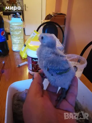 Бебета Малък Александър - ръчно хранени!, снимка 6 - Папагали - 50032602