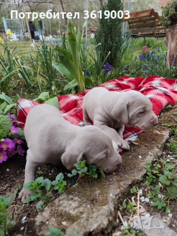 Ваймаранери , снимка 3 - Ваймаранер - 54205376