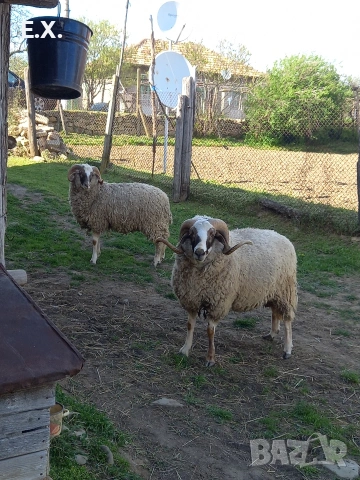 Кочове , снимка 8 - Овце - 54293399