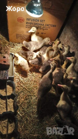 малки гъсета Толузки и Померански, снимка 7 - други­ - 27662101