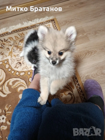 Продавам померани, снимка 5 - Померан - 52792953