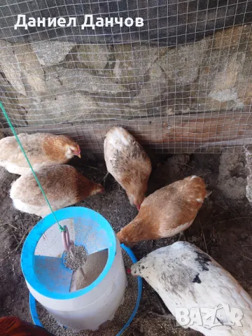 Оплодени яйца от Араукана, снимка 7 - други­ - 48810608