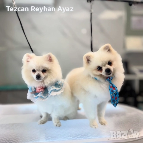 мини померан, снимка 10 - Померан - 51899268