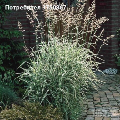 🌿🩷🍀 Декоративна трева Фаларис (Phalaris picta)