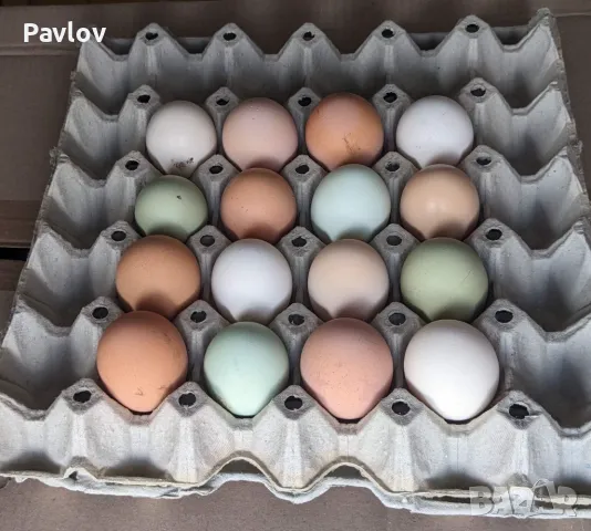 Продавам пуешки, кокоши и гъши яйца (и оплодени)