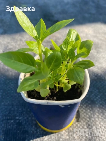   МЕНТА БОСИЛЕК РИГАН , снимка 3 - Градински цветя и растения - 49722027