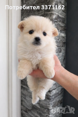 Померан шпиц , снимка 2 - Померан - 54100287