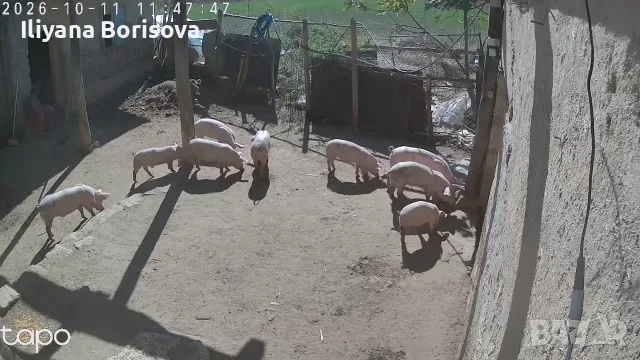 Малки прасенца.