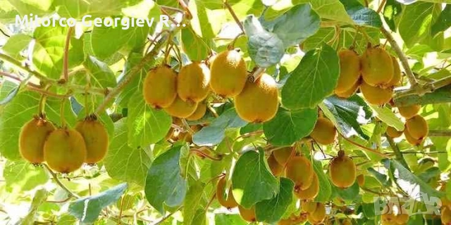 продавам нива с киви в село Макригьялос Гърция 