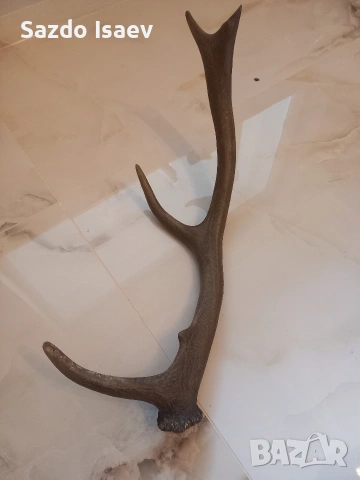 еленски рог , снимка 3 - Декорация за дома - 53957721
