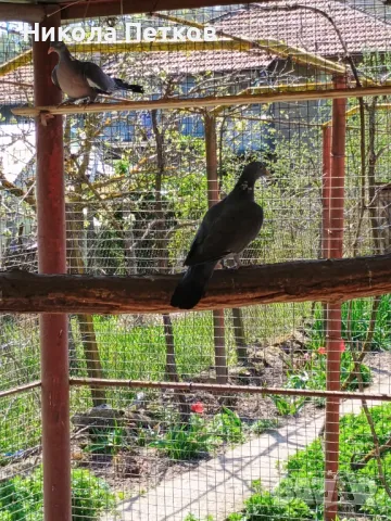 Гривяци, снимка 1