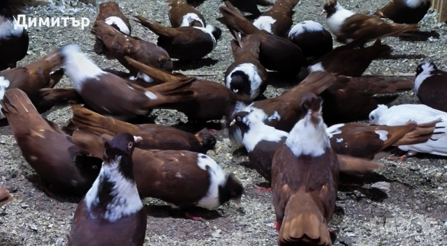 Чифт Чирпански гълъби , снимка 2 - Гълъби - 52955644