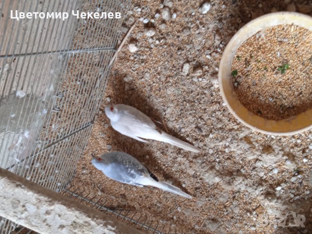 Диамантени гугутки, снимка 4 - други­ - 42864528