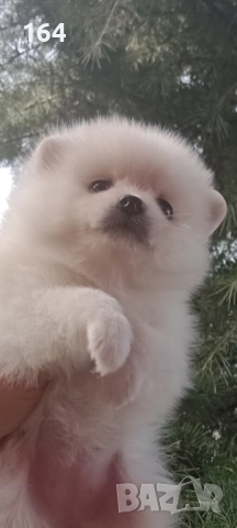 Бели Померани. Момиче и момче. Реални снимки !, снимка 6 - Померан - 52930796