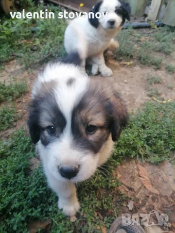 Каракачанка, снимка 1