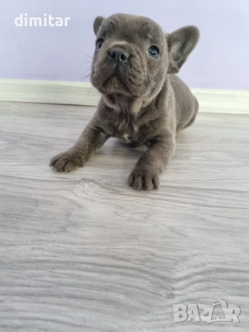френски булдог момче , снимка 5 - Френски булдог - 52834567