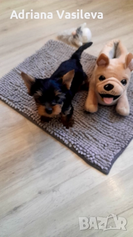 Йоркширски териер 