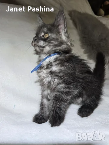 Мейн куун котенца от чистокръвни родители, снимка 2 - Мейн кун - 56165369