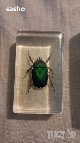 прерарирани насекоми , снимка 3 - Филателия - 52313841