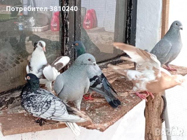 Блондинети , стандартни ардезио пощенски гълъби и още, снимка 3 - Гълъби - 54192620