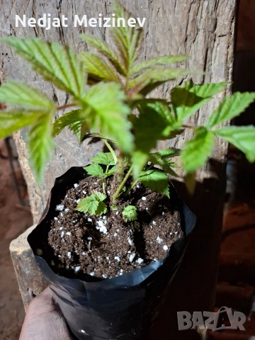 Ягоди в саксая, снимка 9 - Градински цветя и растения - 54190234